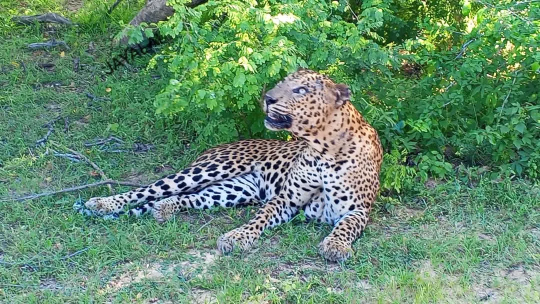 Leopard spotted during safari in Yala National Park